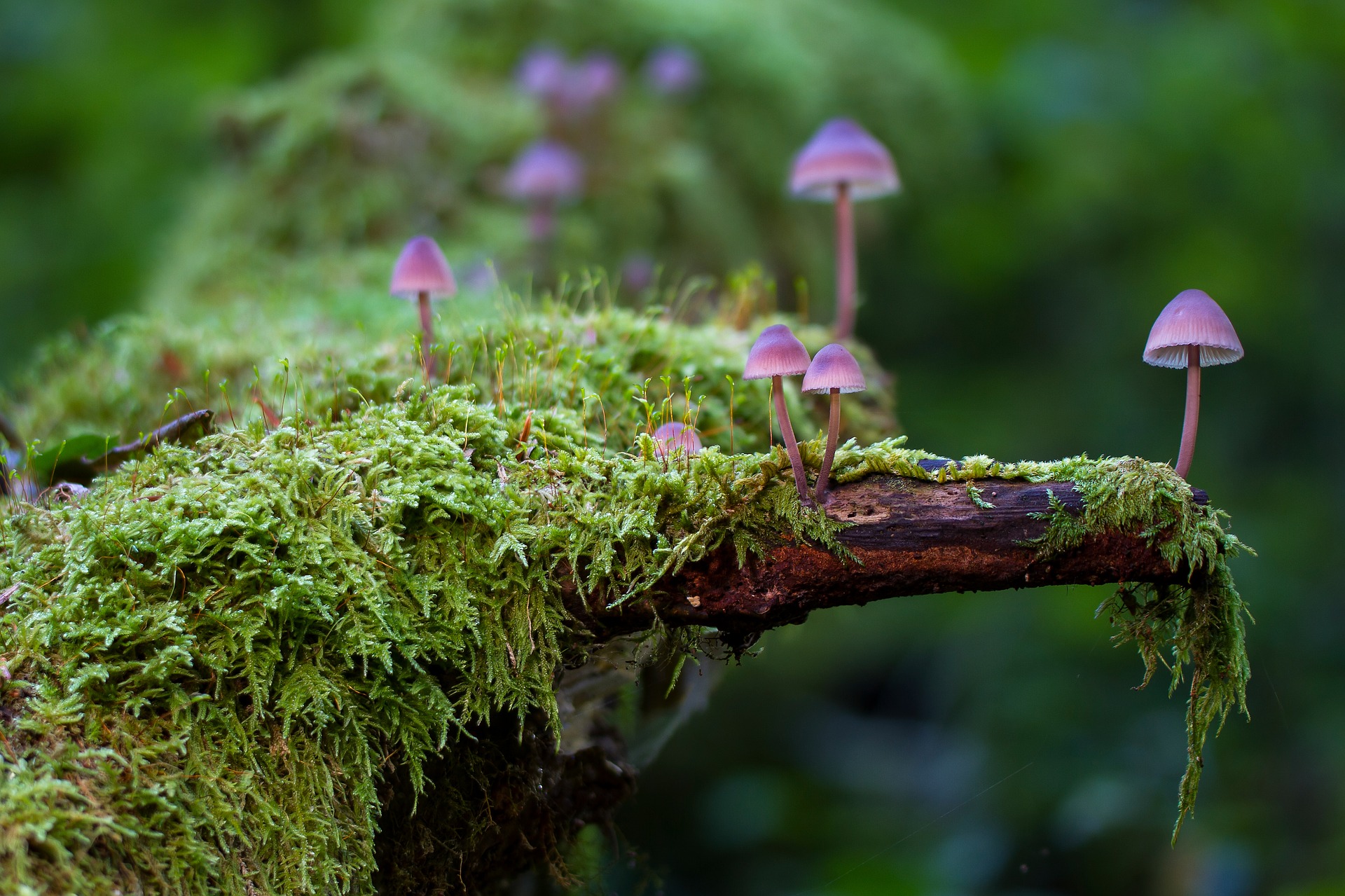 Magic Mushrooms: Psychedelic Mushrooms Explained